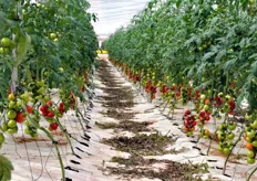 La produzione di pomodoro raggiunge cinquemila tonnellate. Il prodotto viene confezionato direttamente nel magazzino dell'azienda, dotato di 3 linee per la lavorazione di ortaggi, una per le patate e una per le carote.