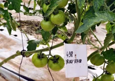 Filare di pomodoro insalataro DRW 7718, sul quale quest'anno l'azienda Piombo sta effettuando un test di produzione.