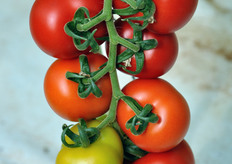 Dettaglio di un grappolo.