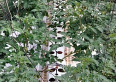 La tecnica del fuori suolo consente maggiore produttivita' e minori problemi legati a fitopatie trasmesse dal terreno.