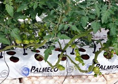 La base delle piante e' costituita da panetti in fibra di cocco.