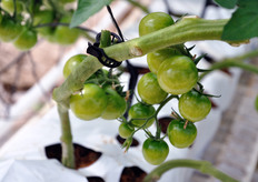 Il trapianto avviene con un mese di anticipo rispetto alle produzioni in suolo.