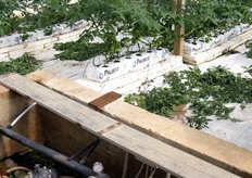 Le piante in serra sono nutrite e idratate mediante sistema di fertirrigazione.