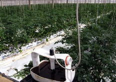 In primo piano, una trappola ad acqua per la cattura dei lepidotteri di Tuta absoluta (tignola del pomodoro). Diversamente dall'impiego di feromoni, che attraggono solo gli esemplari maschi, qui la luce posta sulla vaschetta attrae tanto i maschi quanto le femmine. L'acqua nella vasca è velata da uno strato di olio, che impedisce all'insetto di riprendere il volo una volta caduto nella trappola.