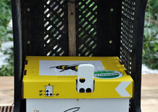 Arnia di bombi da impollinazione.