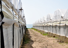 "Questa azienda si estende su 11 ettari, con 50 serre di dimensioni variabili. Il prodotto viene commercializzato a marchio "Astro del Sol Nascente"."