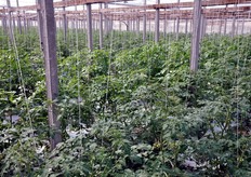 Serra di ciliegino a grappolo Okidoki. Questo e' il secondo anno di produzione di questa varieta' e il primo di raccolta commerciale.