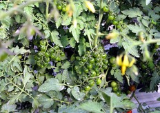 Non piu' di dieci aziende hanno avuto per ora la possibilita' di impiantare Okidoki, in quanto c'era disponibilita' limitata di seme.