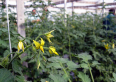 Dettaglio del fiore.