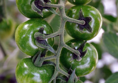 La raccolta del pomodoro ciliegino va da novembre a giugno. L'azienda di Giorgio Occhipinti produce anche melanzane.
