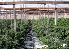 Un'altra serra di pomodoro. In questa zona, uno dei principali problemi derivanti dalla vicinanza del mare e' l'elevata salinita' delle acque.