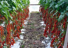 Qui siamo invece nell'azienda di Emanuele Gurrieri, dove abbiamo potuto fotografare il pomodoro a grappolo Okidoki in uno stadio piu' avanzato di maturazione.