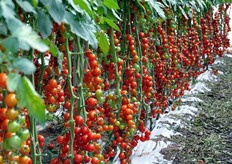 Il pomodoro e' stato trapiantato il 30 luglio.