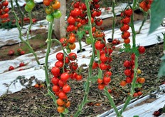 La superficie sotto serra copre mezzo ettaro.