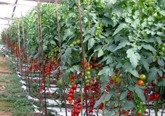 Per ora la produzione e' in suolo, ma Emanuele Gurrieri spiega che anche qui si effettueranno dei test di coltivazione in fuori suolo.