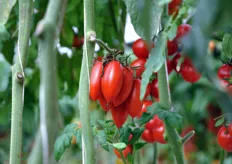 Oltre al ciliegino, l'azienda coltiva anche pomodoro del tipo mini San Marzano.