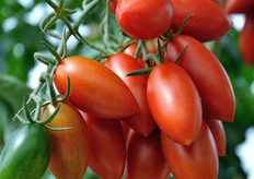 Grappolo di pomodoro della varieta' Torpedino.