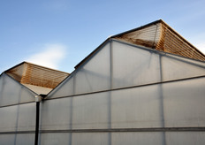 La prima cosa che colpisce entrando in azienda e' la presenza di imponenti serre alte quasi 6 metri, con tetti apribili e completa climatizzazione interna.