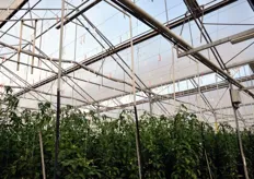 Lo sviluppo verticale delle serre consente di ottenere 40 palchi l'anno per singola pianta di pomodoro, che puo' raggiungere anche venti metri.