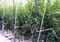 Tubi per il riscaldamento dei singoli filari.