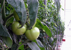 Dettaglio di un grappolo in via di maturazione.