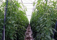 Tra i filari corrono dei binari per la movimentazione dei carrelli elevatori per le mansioni di gestione delle piante e raccolta del prodotto, tutto confezionato in sede e commercializzato a marchio proprio.