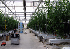 Ben 55.000 metri quadrati di serre sono destinate alla produzione di pomodoro in fuori suolo, su substrati di fibra di cocco.