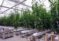 Filari di pomodoro in fuori suolo.