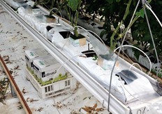 Dettaglio della base in fibra di cocco. Sotto il filare, le arnie dei bombi impollinatori.