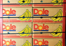 Dal terminal di Livorno arrivano settimanalmente banane ancora verdi dall'Ecuador.