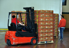 La maturazione dei frutti avviene in speciali celle, dotate di tecnologia all'avanguardia. Nella foto, movimentazione dei pallet di banane ancora verdi verso l'area del magazzino destinata al processo di maturazione.