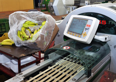 Una volta sistemate nei vassoi, le banane vengono introdotte nella linea, che provvede automaticamente alla pellicolatura del vassoio e alla sua peso-prezzatura.