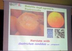 "Il gruppo di ricerca del Prof. Ippolito si e' occupato, a Bari, per anni di patologie degli agrumi in particolare marciumi provocati da "Fitoftore", "Mal Secco" e alterazioni dei frutti in post-raccolta."