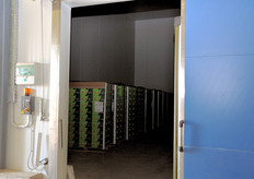 Pallet di kiwi pronti per la consegna ai mercati.