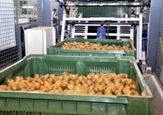 Cassoni di kiwi all'ingresso della linea di confezionamento.