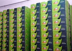 Quest'anno vanno a marchio Zespri circa mille tonnellate di prodotto.