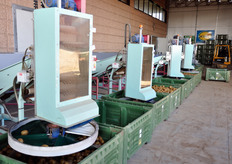 Il prodotto viene smistato in base al calibro dei frutti.