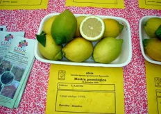 "Frutti di Limone di Rocca Imperiale clone "Lauretta", a maturazione media (dicembre-gennaio)."