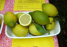"Frutti di Limone di Rocca Imperiale clone "Favale", a maturazione tardiva (marzo-aprile)."