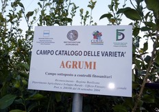 Il Campo Catalogo delle varietà di agrumi del Consorzio Vivaisti Lucani di Scanzano J.co (MT) è stato costituito nel 2003. La struttura ospita oltre 300 piante di circa sessanta diverse specie e varietà di agrumi. In collezione sono a confronto cultivar di interesse commerciale tradizionali con quelle di nuova introduzione. La struttura ospita anche specie ornamentali.