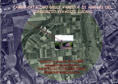 Il Campo Catalogo è ubicato in un’area costantemente monitorata, dall’Ufficio Fitosanitario Regionale, al Virus della Tristeza degli Agrumi (CTV).