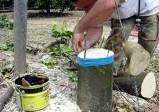 Le piante della collezione varietale del COVIL sono accreditate, dall’Ufficio Fitosanitario della Regione Basilicata, per la produzione di materiale di propagazione (marze) destinato ai reinnesti di agrumeti costituiti da varietà superate dal punto di vista commerciale.