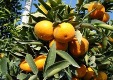 Frutti di satsuma “Okitsu” - III decade settembre (periodo di raccolta metapontino).