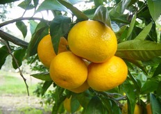 Frutti di satsuma “Miyagawa nucellare” - I decade di ottobre (periodo di raccolta metapontino).