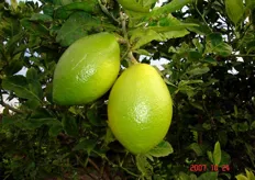 Frutti di limone ibrido “Lemox®*” - I decade di ottobre (periodo di raccolta metapontino).