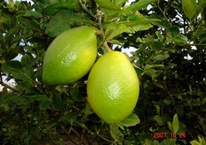 Frutti di limone ibrido “Lemox®*” - I decade di ottobre (periodo di raccolta metapontino).