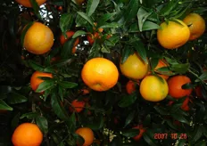 Frutti di Clementine “Caffin” - I decade di ottobre (periodo di raccolta metapontino).