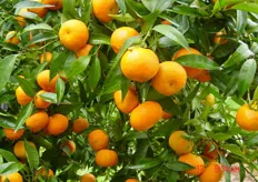 Frutti di clementine “Spinoso VCR” - II decade di ottobre (periodo di raccolta metapontino).