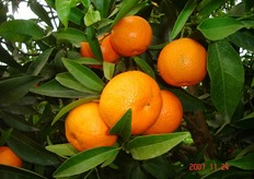 Frutti di clementine “Ragheb” - II decade di ottobre (periodo di raccolta metapontino).