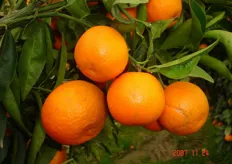 Frutti di clementine “Fedele” - III decade di ottobre (periodo di raccolta metapontino).